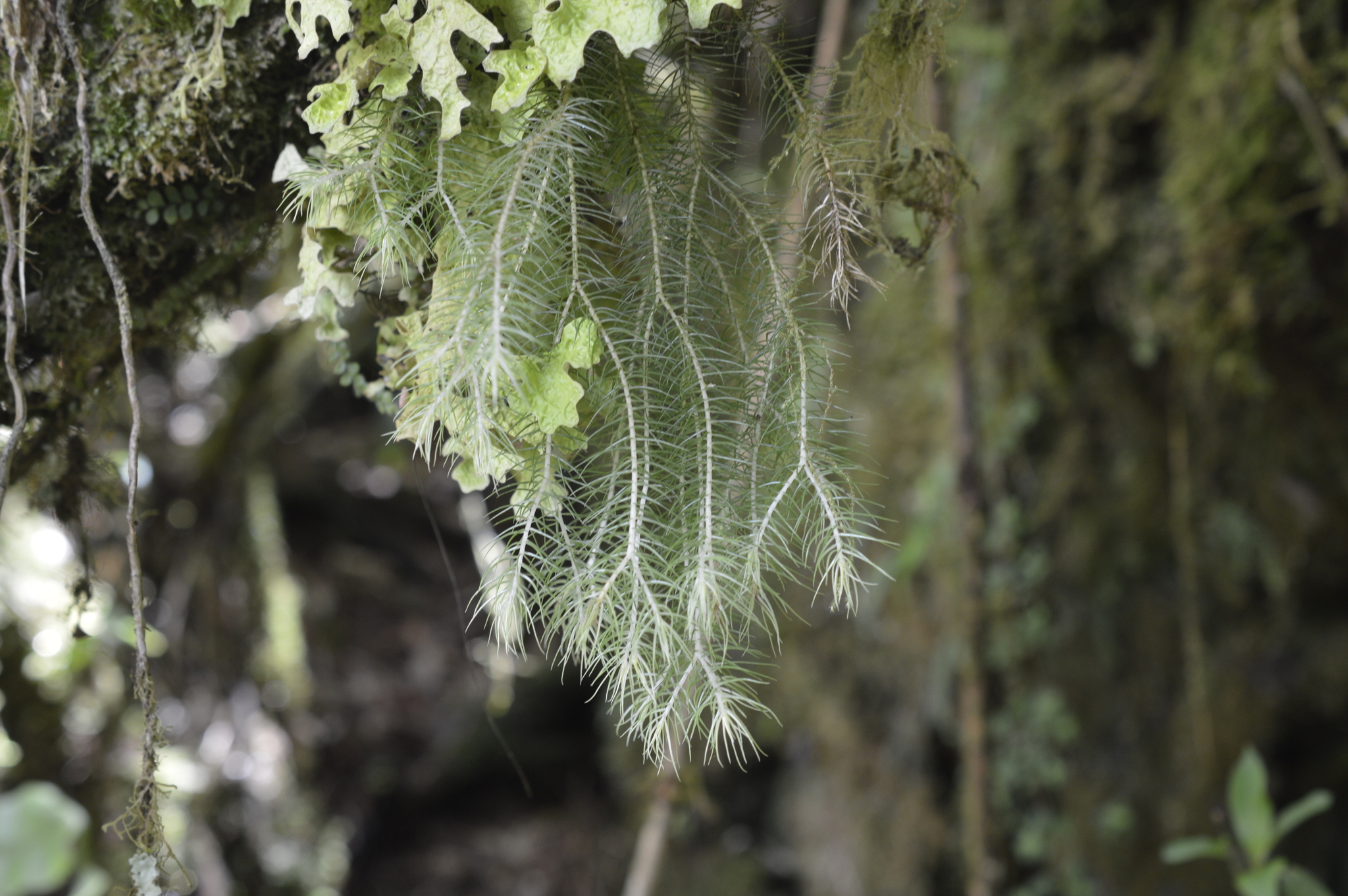 Phlegmariurus linifolius image