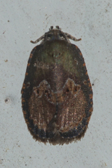 Cnesteboda celligera