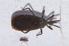 Tribelocephala