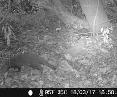 Crossarchus platycephalus