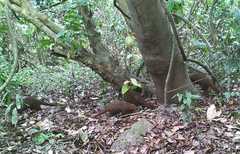 Crossarchus platycephalus