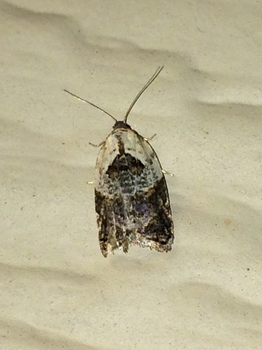 Garden Rose Tortrix photo 3
