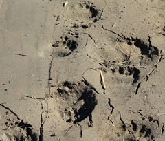 Ursus arctos beringianus