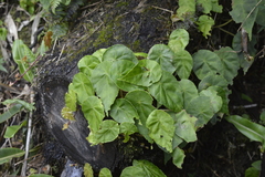 Gobenia