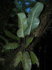 Elaphoglossum crinitum