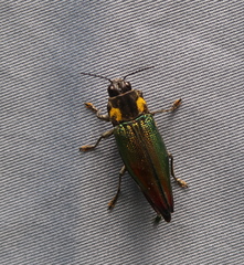 Cyphogastra