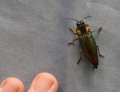 Cyphogastra