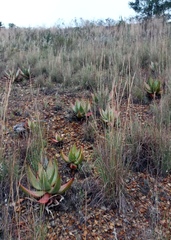 Aloe ferox