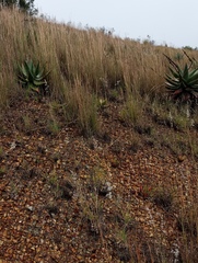 Aloe ferox