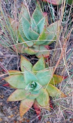Aloe ferox