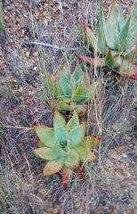 Aloe ferox