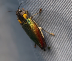 Cyphogastra