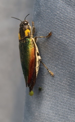 Cyphogastra