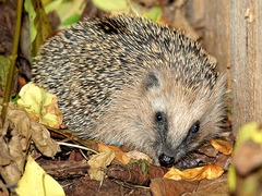 Southern White-Breasted Hedgehog photo 3