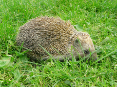 Southern White-Breasted Hedgehog photo 2