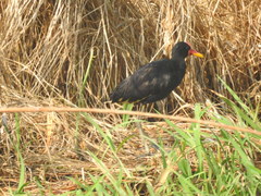 Jacana jacana hypomelaena