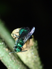 Calloceratina