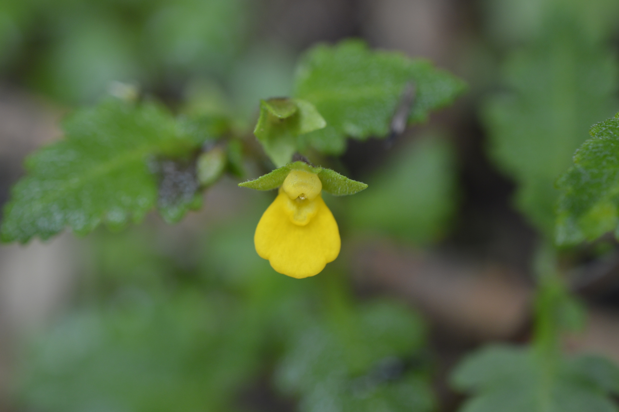 Calceolaria mexicana image