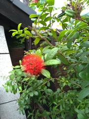 Combretum constrictum