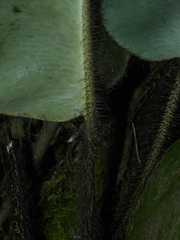 Elaphoglossum crinitum
