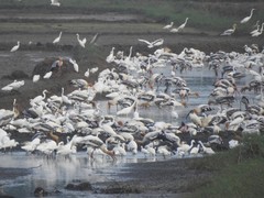 Mycteria leucocephala