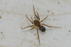 Phrurolithus