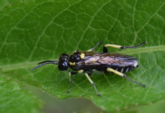 Macrophya crassula