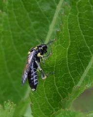 Macrophya crassula
