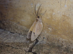 Ereunetea reussi