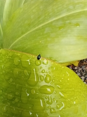 Syphrea