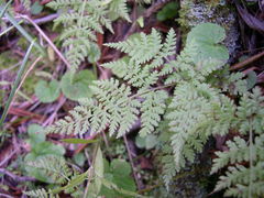 Cystopteris montana