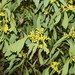 Mountain Hickory Wattle - Photo (c) Reiner Richter, some rights reserved (CC BY-NC), uploaded by Reiner Richter