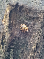 Harmonia axyridis