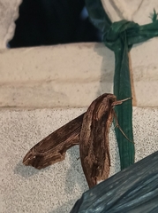 Eupanacra