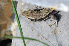 Iberolacerta bonnali
