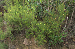 Erica multiflora