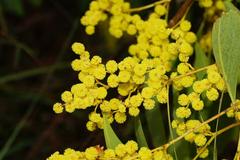 Acacia obliquinervia