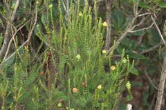 Erica multiflora