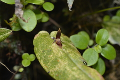 Pleurothallis coriacardia image