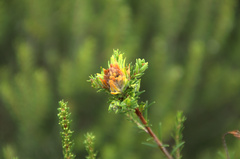 Erica multiflora