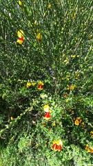Cytisus scoparius andreanus