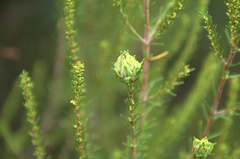 Erica multiflora