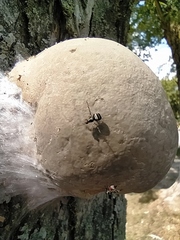 Myennis octopunctata