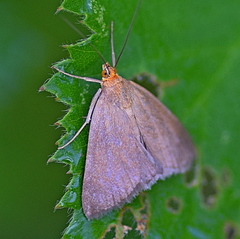 Evergestis aenealis