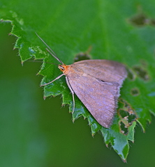 Evergestis aenealis