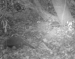 Crossarchus platycephalus