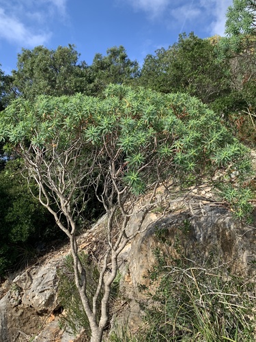 Tree spurge