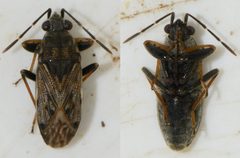 Peritrechus gracilicornis