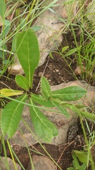 Alepidea