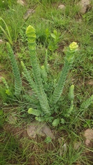 Lopholaena segmentata